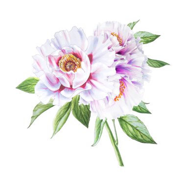 Beyaz arkaplanda beyaz şakayık çiçekleri çizimi