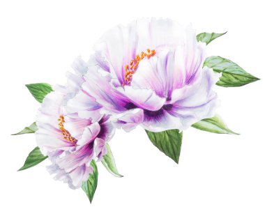 Beyaz arkaplanda beyaz şakayık çiçekleri çizimi