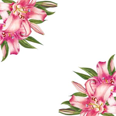 beyaz arka plan üzerinde pembe zambak illüstrasyon