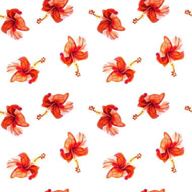 Hibiscus çiçek çerçevesi beyaz izole