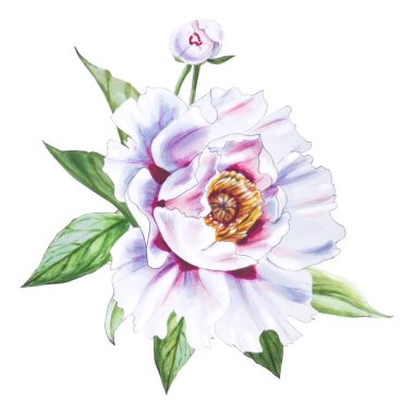 Beyaz arkaplanda beyaz şakayık çiçek çizimi