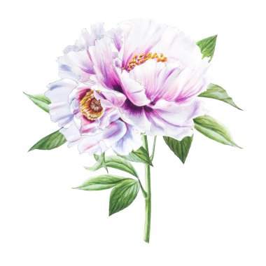 Beyaz arkaplanda beyaz şakayık çiçekleri çizimi