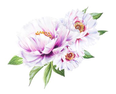 Beyaz arkaplanda beyaz şakayık çiçekleri çizimi