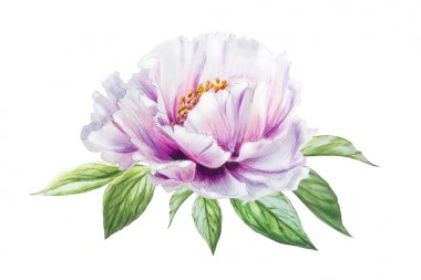 Beyaz arkaplanda beyaz şakayık çiçek çizimi