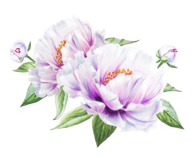 Beyaz arkaplanda beyaz şakayık çiçekleri çizimi