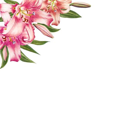 beyaz arka plan üzerinde pembe zambak illüstrasyon