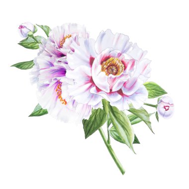 Beyaz arkaplanda beyaz şakayık çiçekleri çizimi