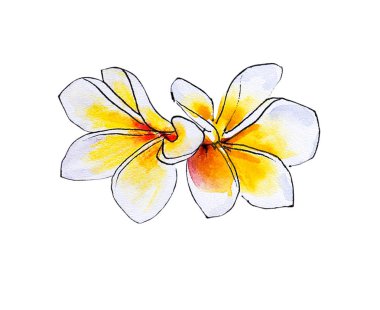 beyaz arka plan üzerinde plumeria çiçek illüstrasyon