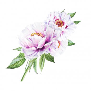 Beyaz arkaplanda beyaz şakayık çiçekleri çizimi