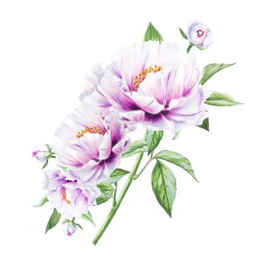 Beyaz arkaplanda beyaz şakayık çiçekleri çizimi