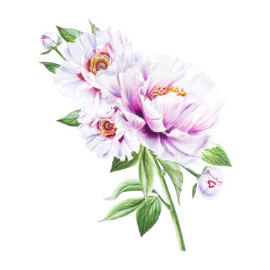 Beyaz arkaplanda beyaz şakayık çiçekleri çizimi