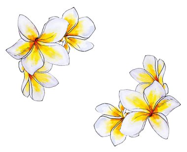 plumeria çiçek çerçeve beyaz izole