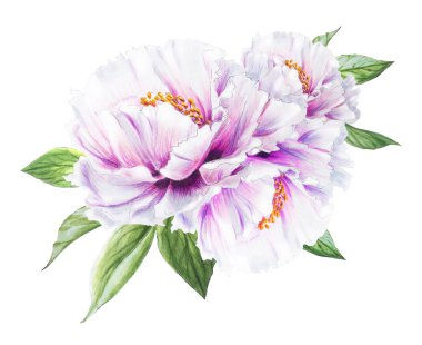 Beyaz arkaplanda beyaz şakayık çiçekleri çizimi