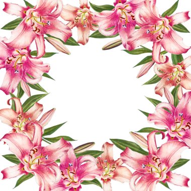 beyaz arka plan üzerinde pembe zambak çerçeve