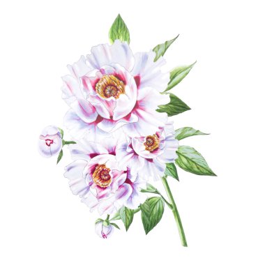 Beyaz arkaplanda beyaz şakayık çiçekleri çizimi