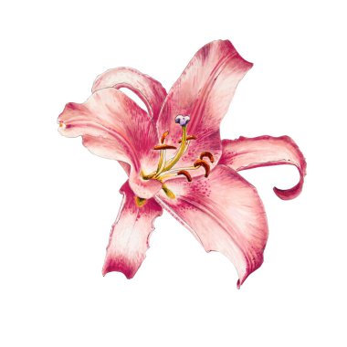 beyaz arka plan üzerinde pembe zambak çiçek illüstrasyon