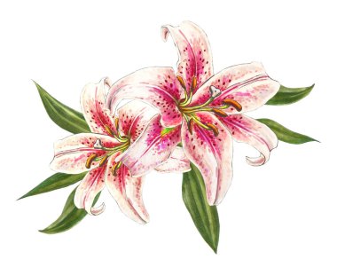 beyaz arka plan üzerinde pembe zambak illüstrasyon