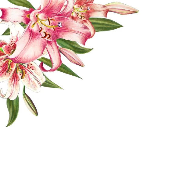 Růžové Lilie Ilustrace Bílém Pozadí — Stock fotografie