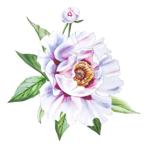 Beyaz arkaplanda beyaz şakayık çiçek çizimi