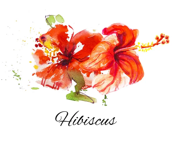 Hibiscus flowers illustration on white background