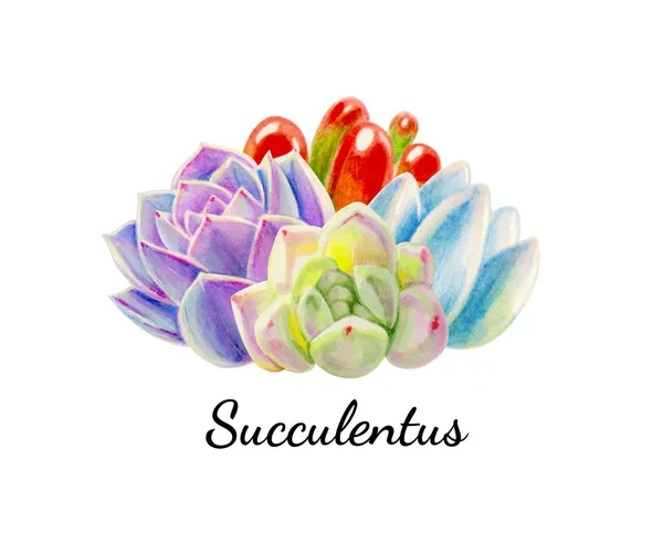 Diverses Illustrations Succulentes Sur Fond Blanc — Photo