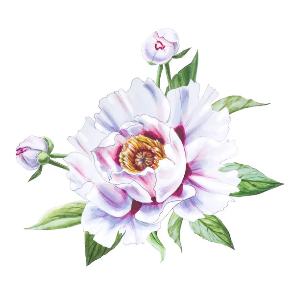 Peônia Branca Flor Ilustração Fundo Branco — Fotografia de Stock