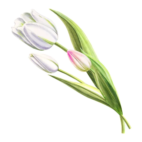 White Tulips Illustration White Background — Stock Photo, Image