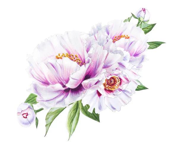 Beyaz arkaplanda beyaz şakayık çiçekleri çizimi