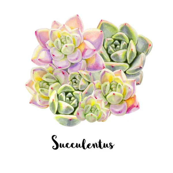 Illustration Succulents Roses Sur Fond Blanc — Photo