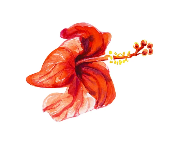 Hibiscus flower illustration on white background