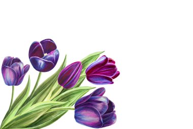 beyaz arka planda lale buket illüstrasyon