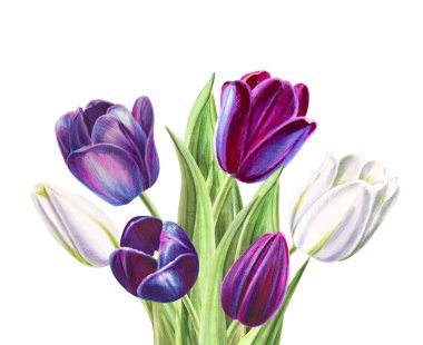 beyaz arka planda lale buket illüstrasyon