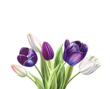 beyaz arka planda lale buket illüstrasyon