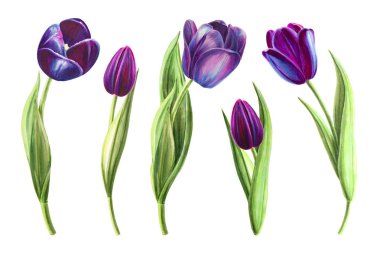 lale çizimler beyaz arka plan üzerinde ayarlanmış