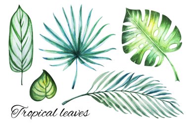 tropikal yaprakları, suluboya çizimler seti