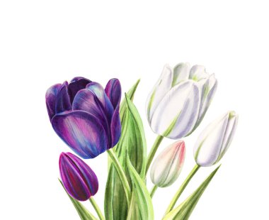 beyaz arka planda lale buket illüstrasyon