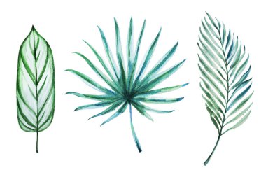 tropikal yaprakları, suluboya çizimler seti