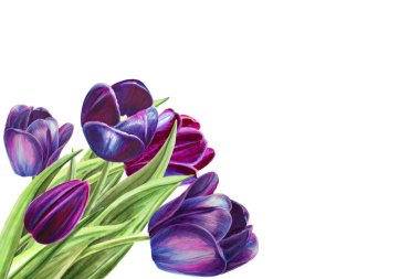 beyaz arka planda lale buket illüstrasyon