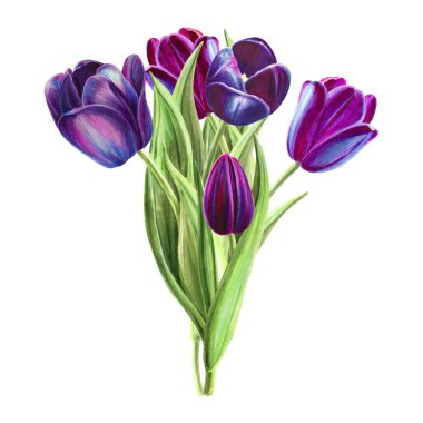 beyaz arka planda lale buket illüstrasyon