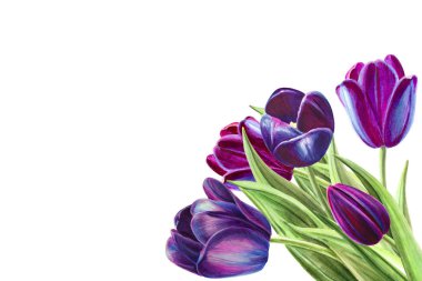 beyaz arka planda lale buket illüstrasyon