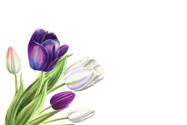 beyaz arka planda lale buket illüstrasyon