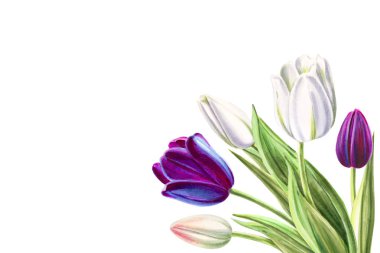 beyaz arka planda lale buket illüstrasyon