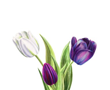 beyaz arka planda lale buket illüstrasyon