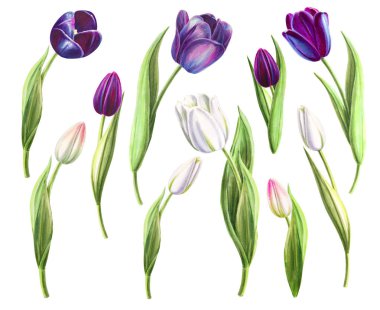 lale çizimler beyaz arka plan üzerinde ayarlanmış