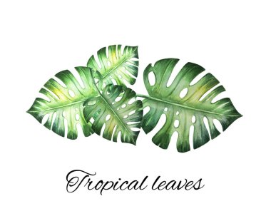 beyaz arka plan üzerinde tropikal yaprakları suluboya illüstrasyon