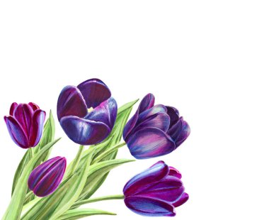 beyaz arka planda lale buket illüstrasyon