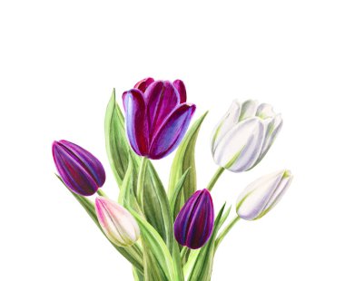 beyaz arka planda lale buket illüstrasyon