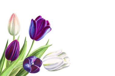 beyaz arka planda lale buket illüstrasyon