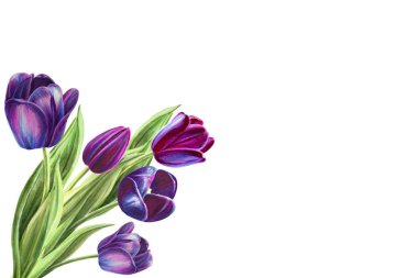 beyaz arka planda lale buket illüstrasyon