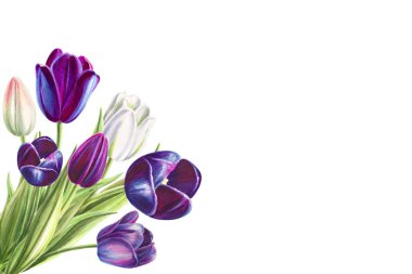 beyaz arka planda lale buket illüstrasyon